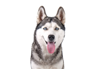 Portrait of young beautiful funny husky dog sitting with its tongue out on white isolated background. Smiling face of domestic pure bred dog with pointy ears. Close up, copy space. © Evrymmnt