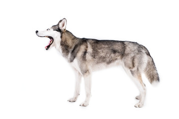 Portrait of young beautiful funny husky dog sitting with its tongue out on white isolated background. Smiling face of domestic pure bred dog with pointy ears. Close up, copy space.