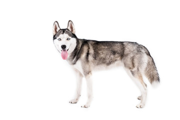 Portrait of young beautiful funny husky dog sitting with its tongue out on white isolated background. Smiling face of domestic pure bred dog with pointy ears. Close up, copy space.