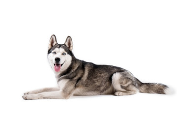 Portrait of young beautiful funny husky dog sitting with its tongue out on white isolated background. Smiling face of domestic pure bred dog with pointy ears. Close up, copy space.
