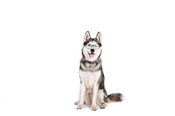 Smart dog concept. Portrait of young beautiful funny husky sitting with tongue out, wearing eyeglasses, white isolated background. Smiling face of domestic pet with pointy ears. Close up, copy space.