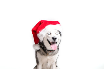 Christmas dog concept. Portrait of young beautiful funny husky sitting with tongue out wearing santa hat, white isolated background. Smiling face of domestic pet with pointy ears. Close up, copy space © Evrymmnt