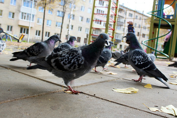 Beautiful pigeons in the town square so close