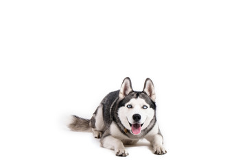 Portrait of young beautiful funny husky dog sitting with its tongue out on white isolated background. Smiling face of domestic pure bred dog with pointy ears. Close up, copy space.