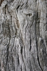 Wood, texture, gray, old, rustic, unedited. Close up, background
