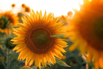 Fototapeta premium sunflower