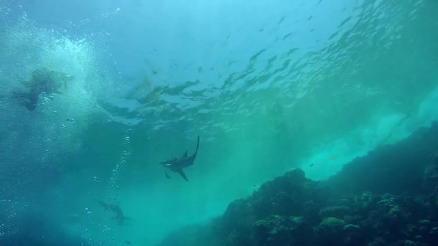 Oceanic Whitetip Shark swim in the blue water - Underwater shot, Oceanic Whitetip Shark (Carcharhinus longimanus), Red Sea, Egypt