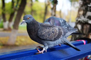 Beautiful pigeon in the town square