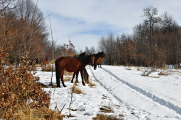 Fototapeta na wymiar Horses in winter forest