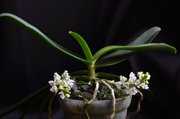 Orchidée Tuberolabium kotoense