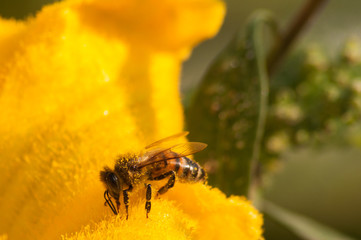 bees at work, pollinating pumpkin flower
