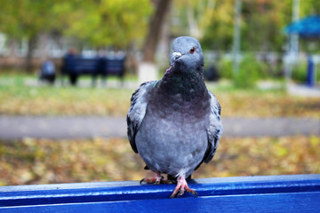 Beautiful pigeon in the town square