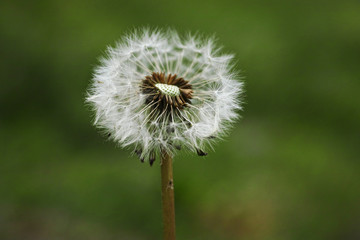 Dandelion