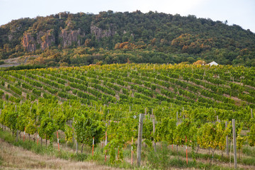 Fototapeta na wymiar vineyards in Balaton highland, Badacsony mountain, Hungary