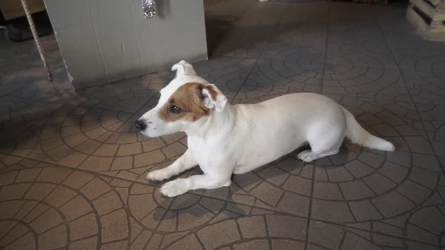 Jack Russell Terrier lying on the floor in the hallway.
