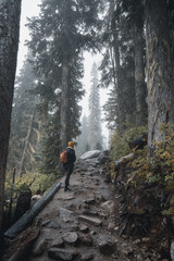 Moody trail in the forest