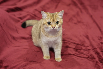 British shorthair cat on a red couch