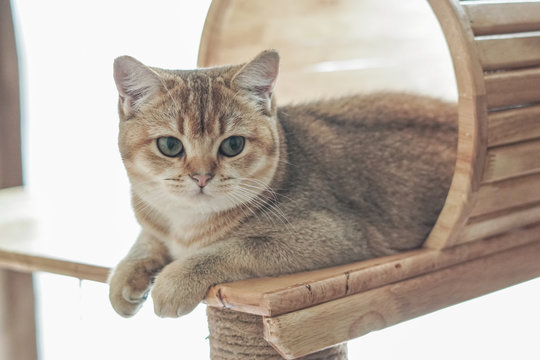 British shorthair cat on a cat tree
