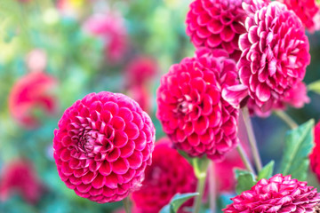 Beautiful bright pink dahlia with green leaves