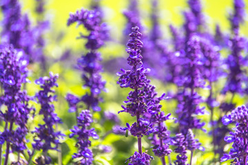 Obraz na płótnie Canvas Beautiful purple lavender field with green background