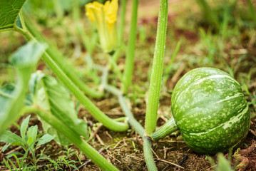 Young tiny Japanese pumpkin or dwarf pumpkin with the yellow flowers on the vine in farm. Other called it winter or autumn squash.