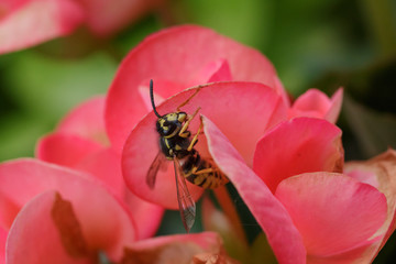 Eine Wespe