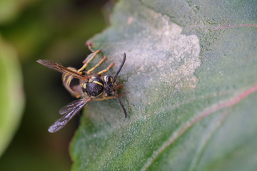 Eine Wespe