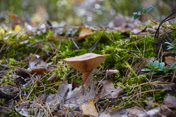 Las i grzyb © Hubert