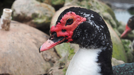 Fototapeta premium OLYMPUS DIGITAL CAMERA