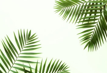 tropical green palm branches pattern on a white background. top view.copy space.abstract.