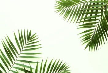 Obraz premium tropical green palm branches pattern on a white background. top view.copy space.abstract.