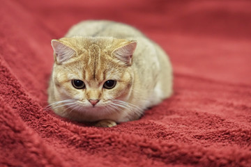British shorthair cat on a red couch