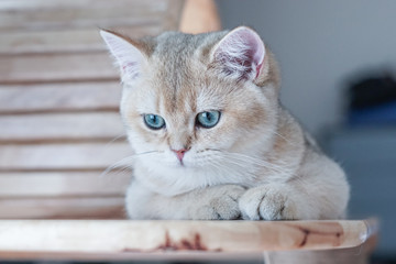 British shorthair cat on a cat tree