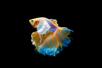 The moving moment beautiful of yellow siamese betta fish or half moon betta splendens fighting fish in thailand on black background. Thailand called Pla-kad or dumbo big ear fish.