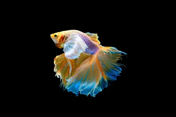 Zelfklevend Fotobehang The moving moment beautiful of yellow siamese betta fish or half moon betta splendens fighting fish in thailand on black background. Thailand called Pla-kad or dumbo big ear fish. © Soonthorn