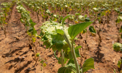 Sunflower plantation looking down, shallow depth of field