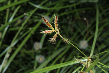 sprig of grass on a green background  