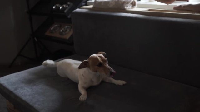 Female using spray on her Jack Russel Terrier
