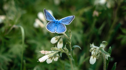 blue butterfly on a flower
