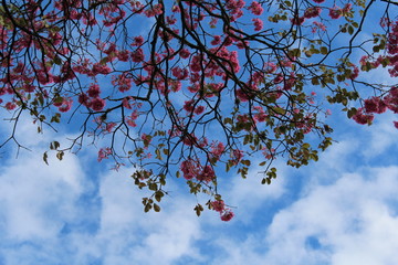 cherry blossom