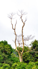 tree in a rainforest