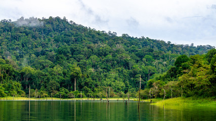 Rainforest landscape with lake