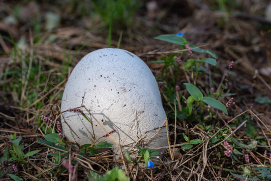 キツネノヘダマ Images Browse 6 Stock Photos Vectors And Video Adobe Stock