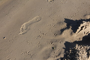 Footprints in the sand, man and birds