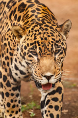 Leopard (captive) - India