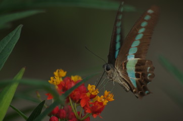 Obraz premium アオスジアゲハとランタナ