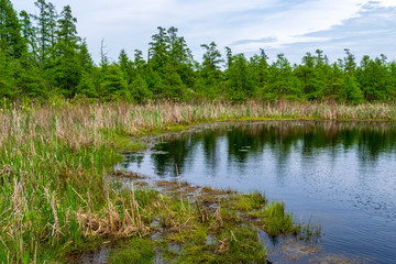 Edge of bog with conifers