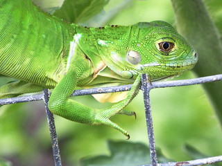Chameleon climbing onto a fence