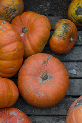 Pumpkins for sale at farmers market