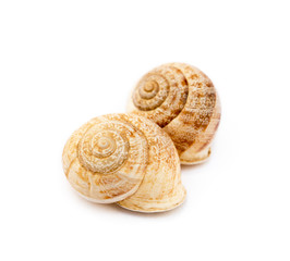 Exotic sea snail isolated on white background © george3973